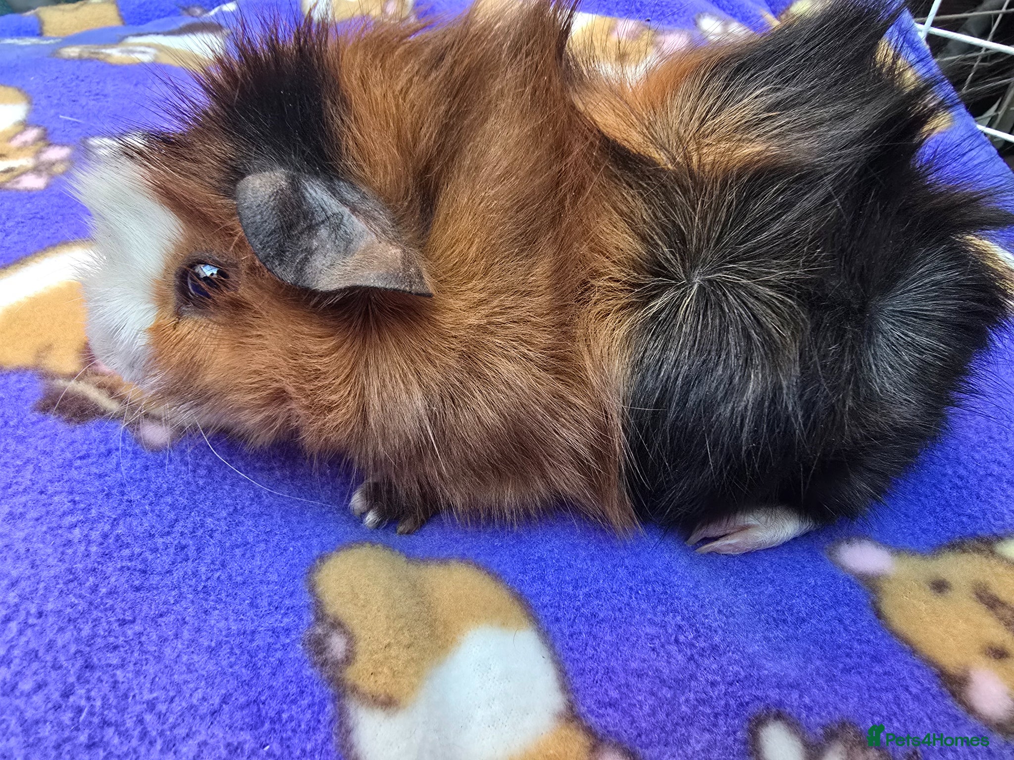 Guinea Pig rodents Abyssinian Guinea Pigs - Advert 10