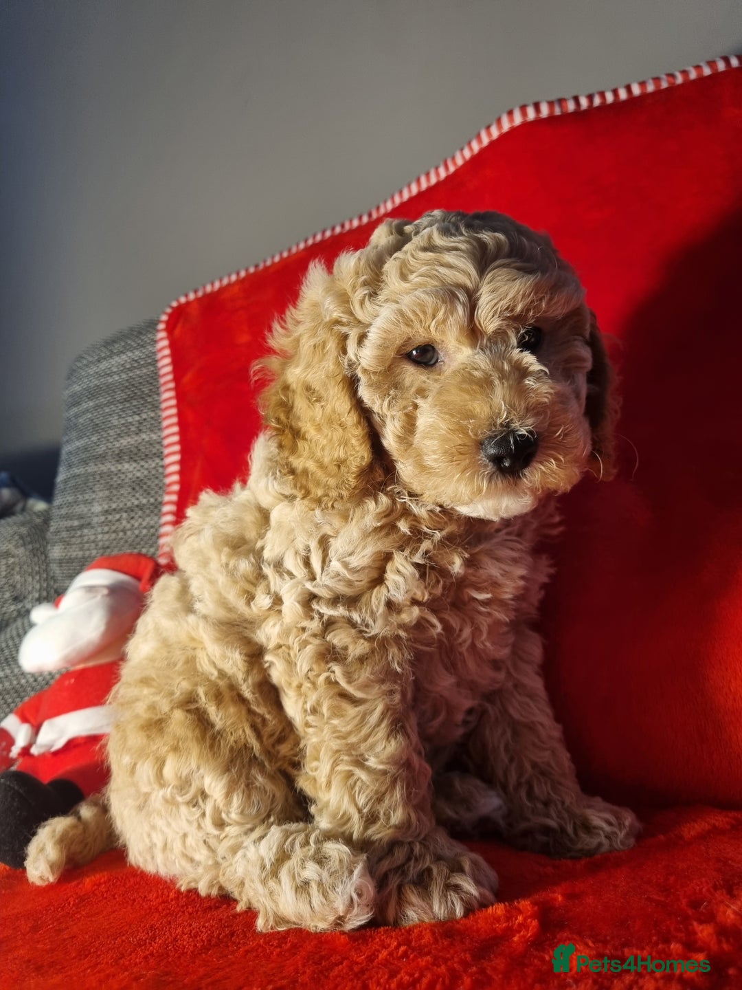 Miniature Poodle dogs for sale: Championline Miniature Poodle exceptional puppy. - Advert 3