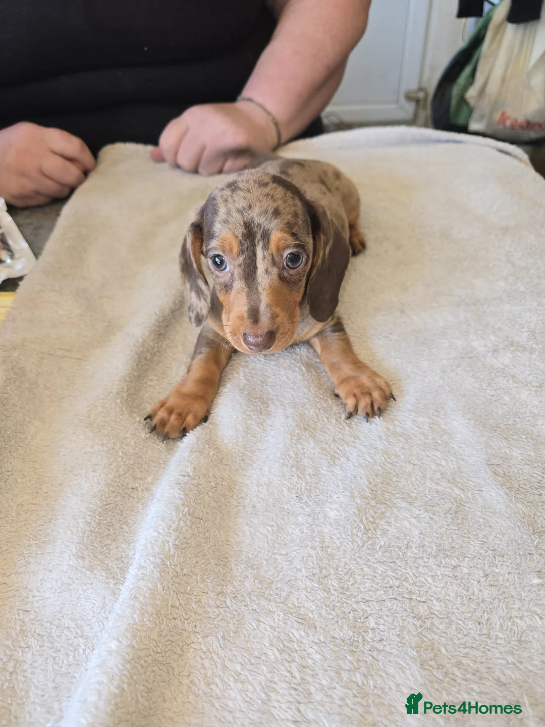 Dachshund dogs for sale: Miniture poodle puppies - Advert 11