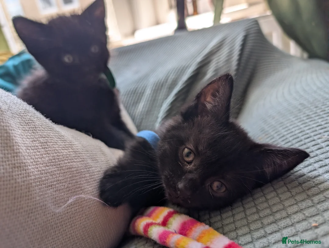 Mixed Breed cats for sale: Beautiful Black kittens looking for forever home  - Advert 23