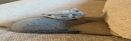 British Shorthair cats for sale: Beautiful British Shorhair Kittens for Sale - Advert 10
