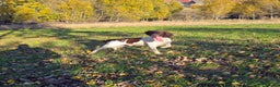 English Springer Spaniel dogs for stud: English Springer Spaniel at Stud  - Advert 5