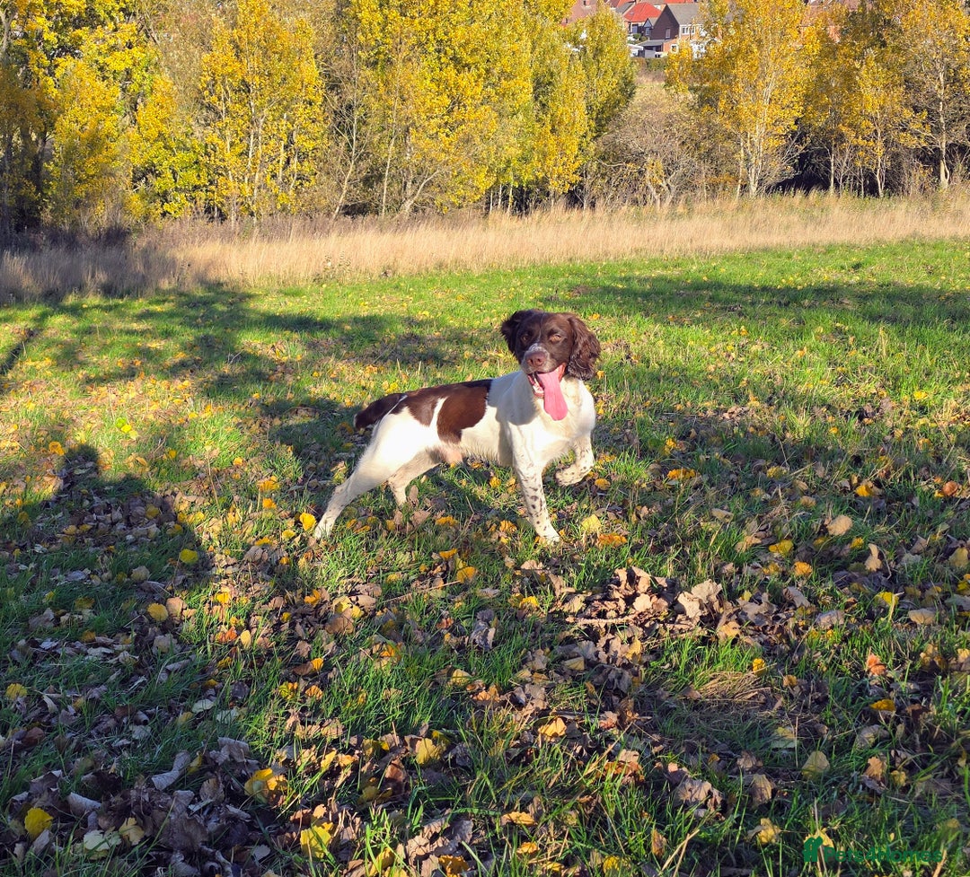 English Springer Spaniel dogs for stud: English Springer Spaniel at Stud  - Advert 5