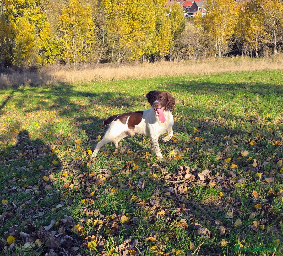 English Springer Spaniel dogs for stud: English Springer Spaniel at Stud  - Advert 7
