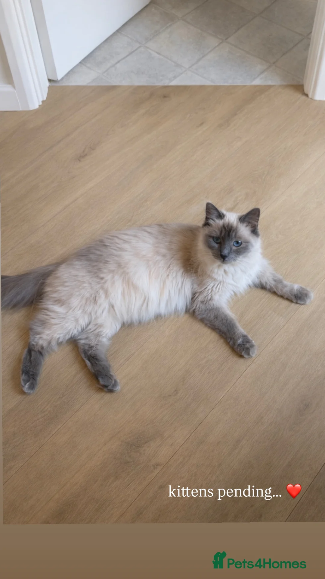 Ragdoll cats for sale: 5 Ragdoll kittens born today  - Advert 1