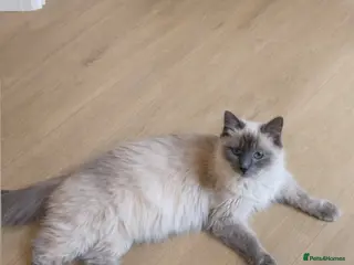 Ragdoll cats 5 Ragdoll kittens born today - Advert 1