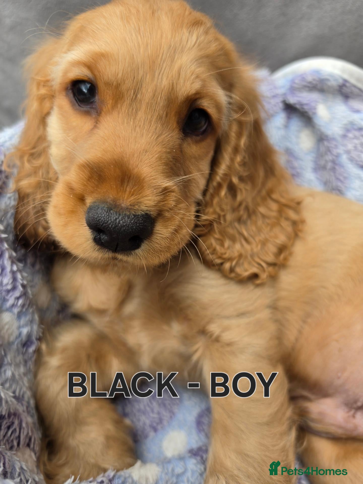 Cocker Spaniel dogs Beautiful 100% Cocker Spaniel puppies- litter of 6 - Advert 2