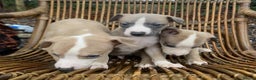 Whippet dogs for sale: Stunning whippet pups - Advert 16