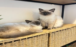 Ragdoll cats for sale: Gorgeous Ragdoll Kittens- 20 weeks old, Ready Now! - Image 8