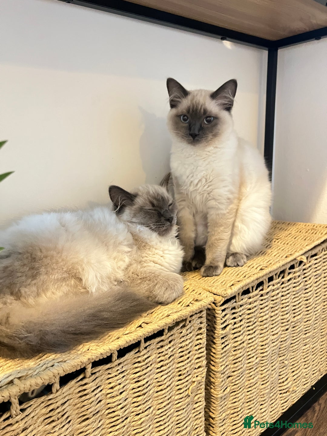 Ragdoll cats for sale: Gorgeous Ragdoll Kittens- 20 weeks old, Ready Now! - Image 8