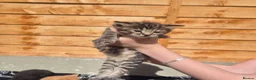 Mixed Breed cats for sale: Stunning bengal/maine coon mixed breed - Advert 12