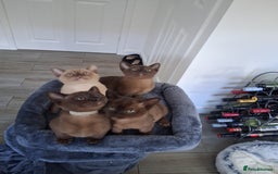 Burmese cats for sale: Stunning burmese kittens available. - Image 13
