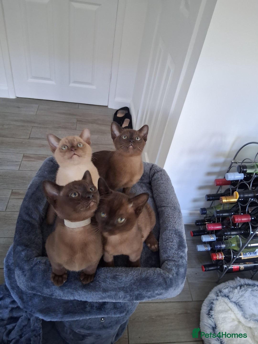 Burmese cats for sale: Stunning burmese kittens available. - Image 13