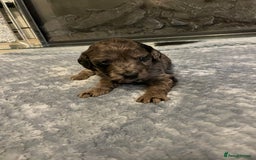 Cockapoo dogs for sale: 5 ⭐️ Cockapoo Puppies for 5 ⭐️ homes only - Image 10