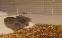 Lionhead rabbits for sale: 4 adorable baby bunnies for sale - Image 3