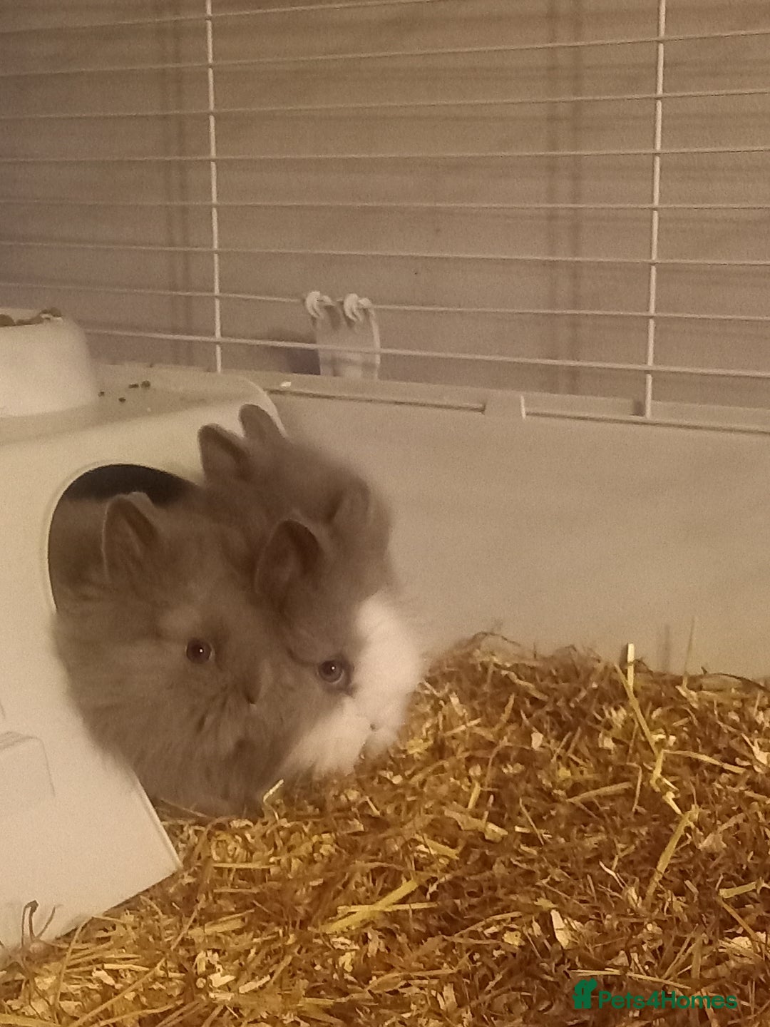 Lionhead rabbits for sale: 4 adorable baby bunnies for sale - Image 3