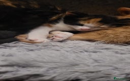 Mixed Breed cats for sale: Beautiful kittens needing loving homes - Image 24