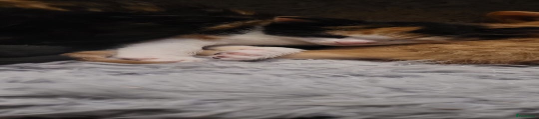 Mixed Breed Kitten 5