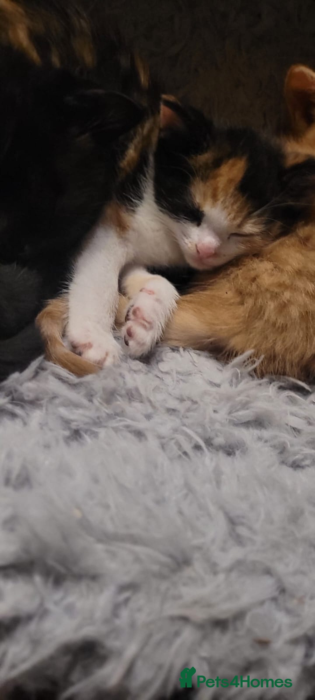 Mixed Breed cats for sale: Beautiful kittens needing loving homes - Image 24