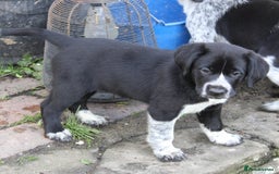 Mixed Breed dogs for sale: Gorgeous pointer x collie - Image 9