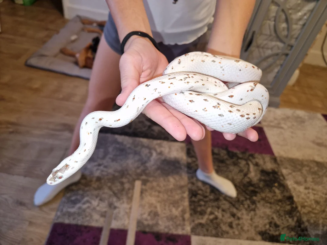 Corn Snake reptiles for sale: Female Palmetto Corn snake in Chester - Advert 8