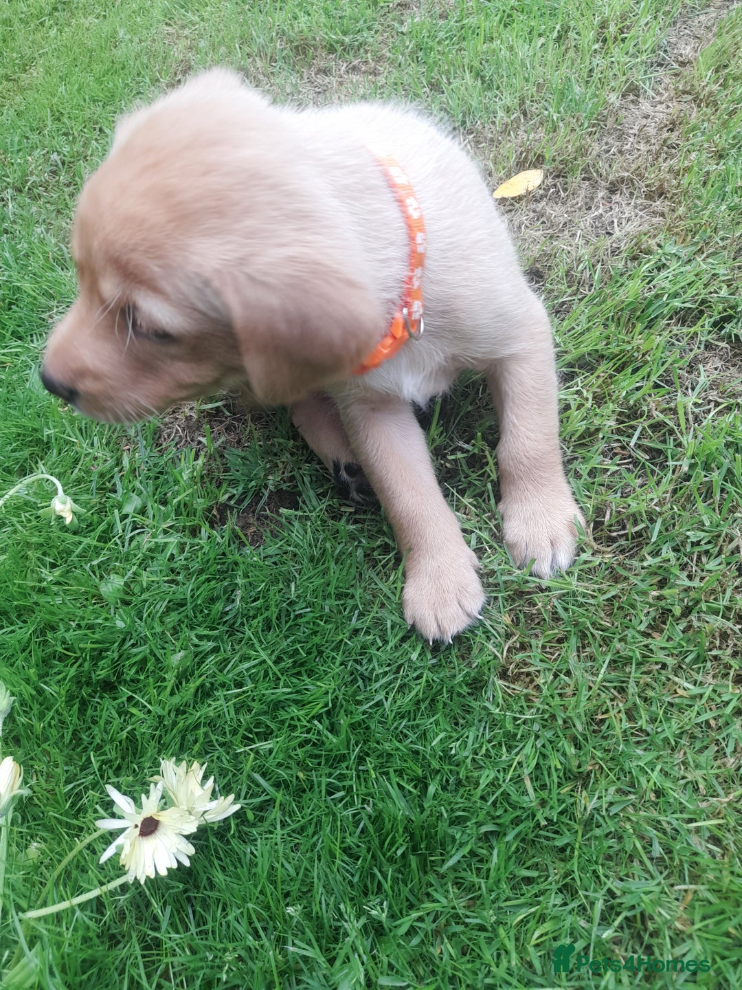 Labrador Retriever dogs for sale: KC Registered Labrador Puppies for sale  - Image 6