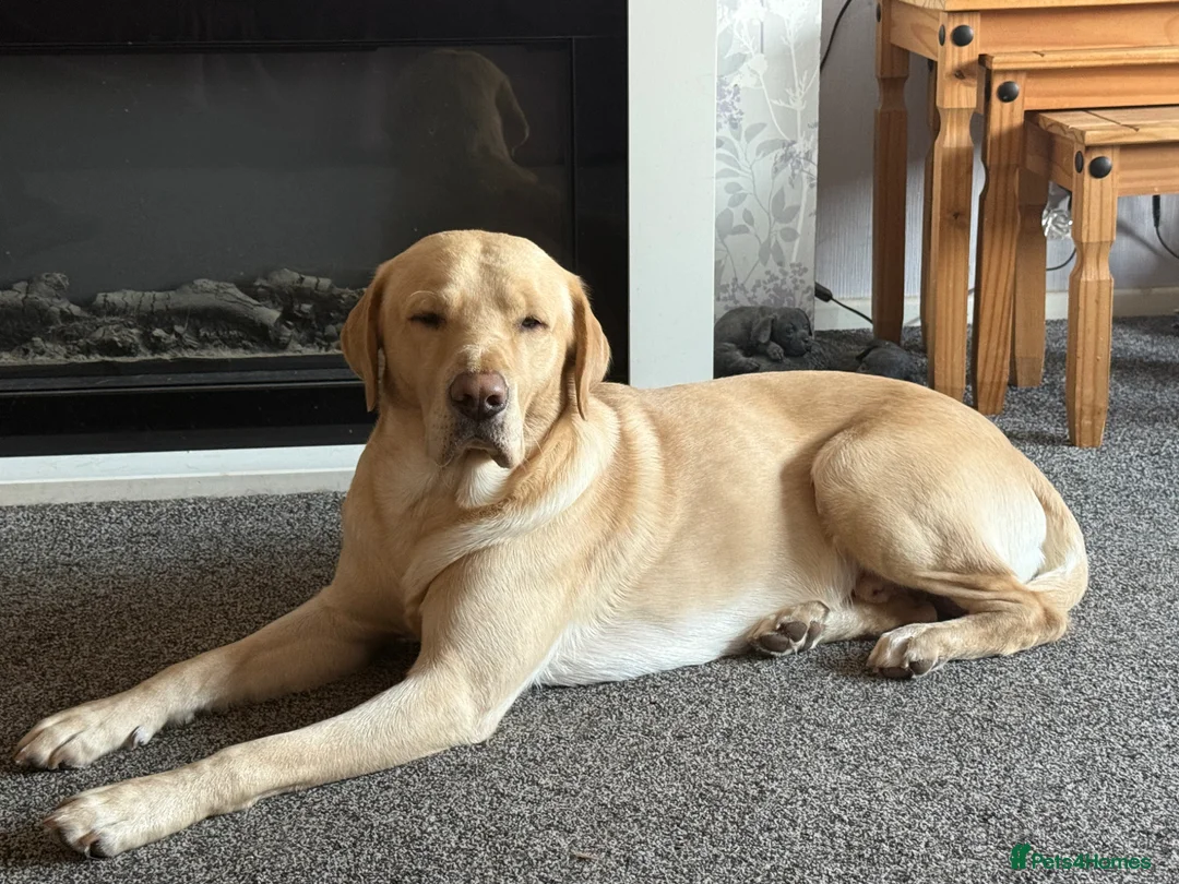 Labrador Retriever dogs for stud: FOR STUD ONLY in Deeside - Advert 3
