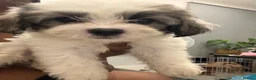 Malshi dogs for sale: Malshi puppies  - Advert 3