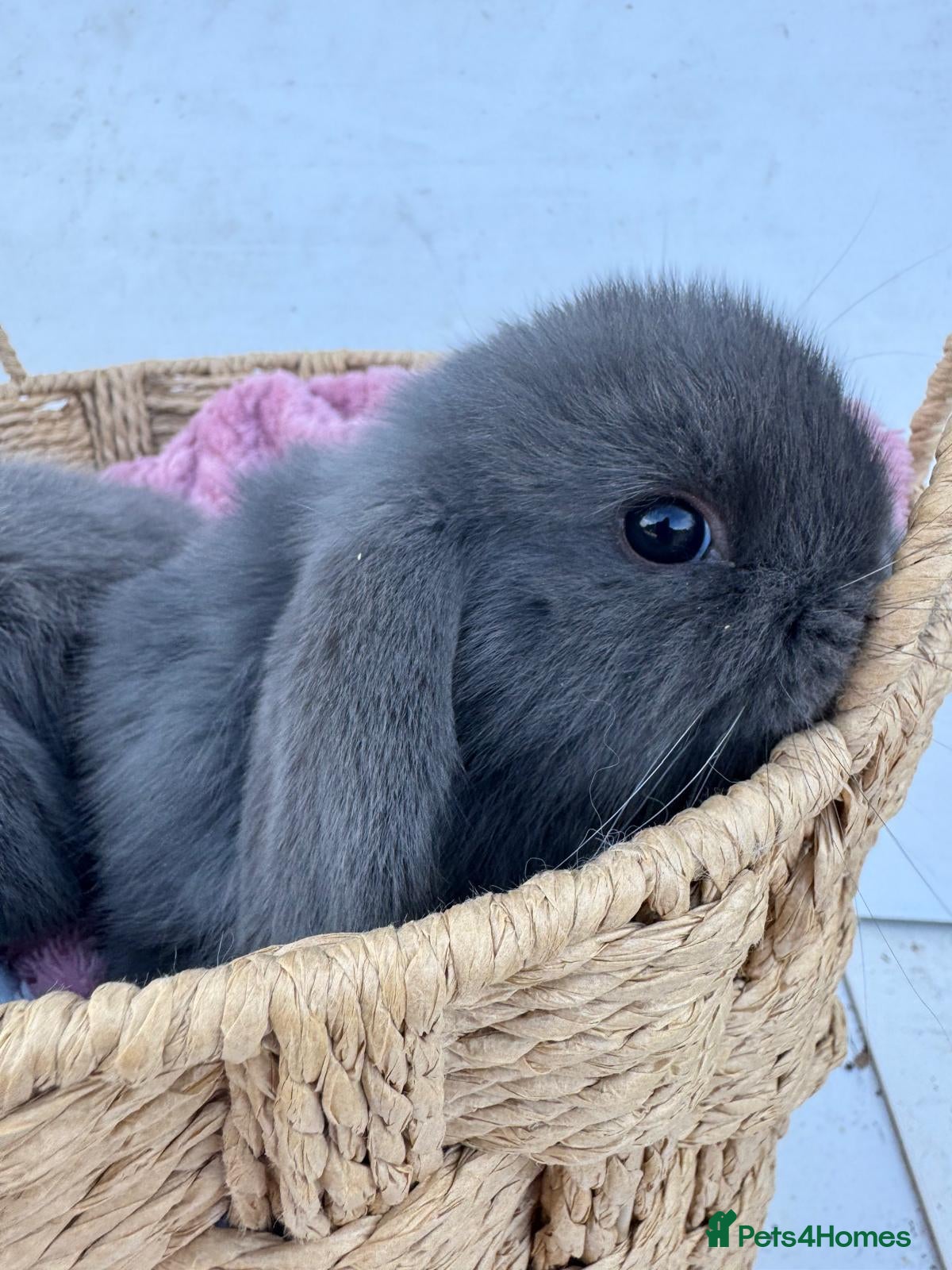 Mini Lop rabbits for sale: Pure bred Mini Lop Rabbits Ready to leave now - Advert 2
