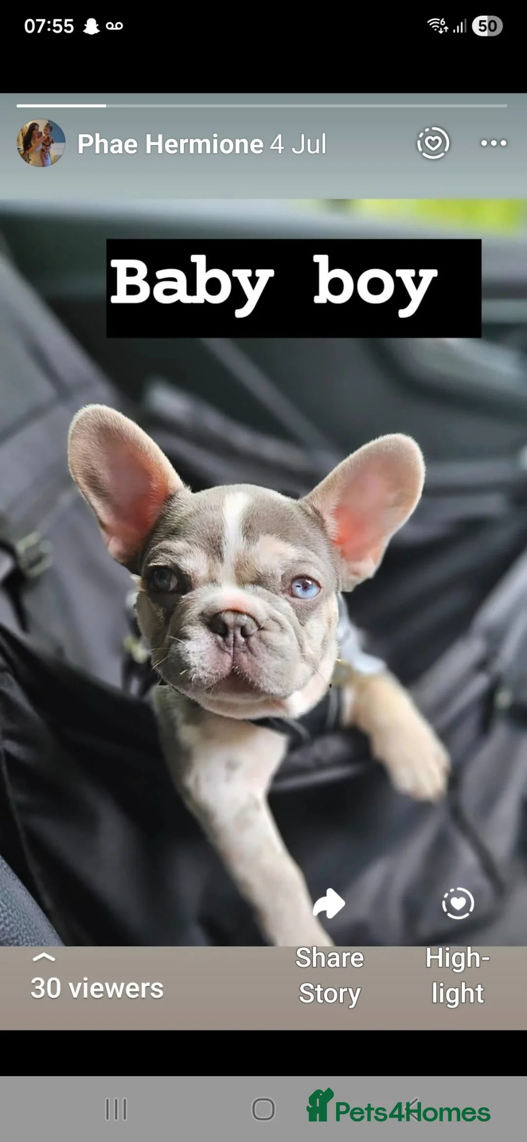 French Bulldog dogs for stud: PABLO-SAINT available for stud in Wolverhampton - Advert 2