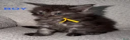 Maine Coon cats for sale: 🐾BEAUTIFUL MAINECOON KITTENS😻 3 BOYS & 2 GIRLS🐾 - Advert 39