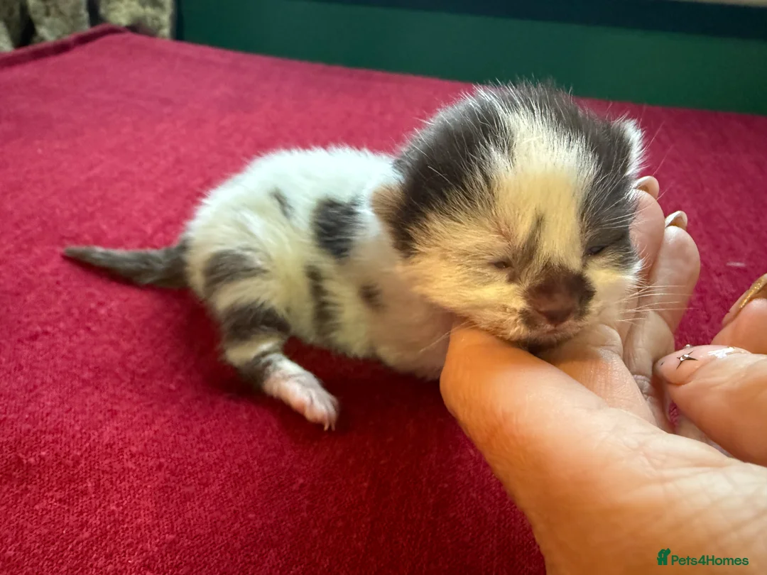 Norwegian Forest Cat cats for sale: 4 super loving fluffy kitties  - Advert 15