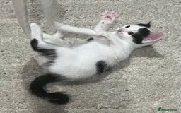 Mixed Breed cats for sale: Beautiful kittens - Image 19