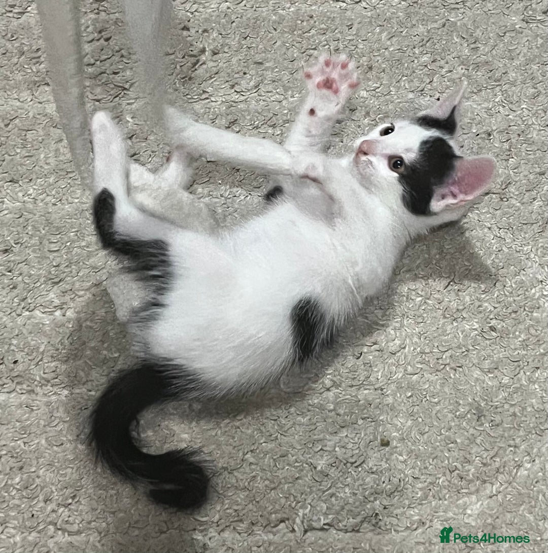Mixed Breed cats for sale: Beautiful kittens - Image 19