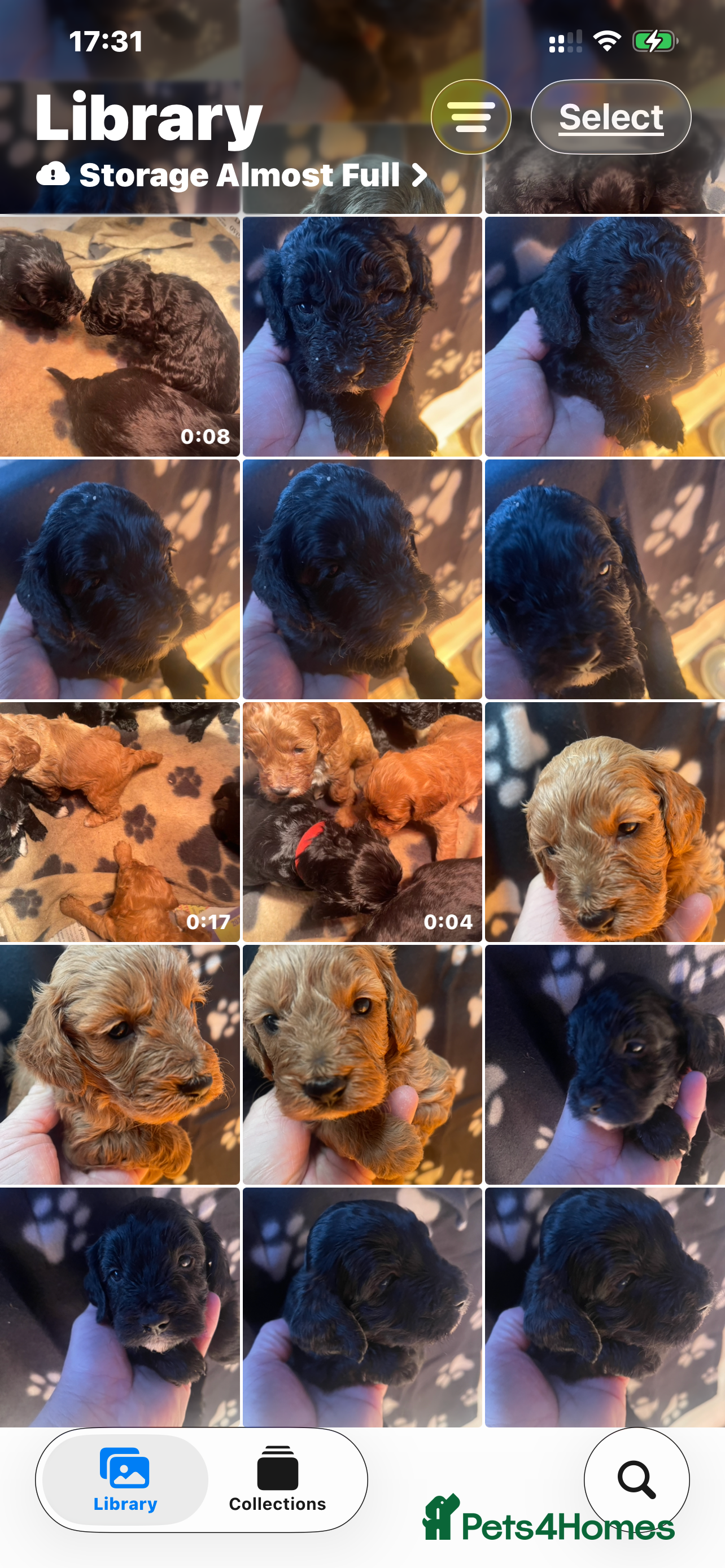 Cockapoo dogs Cockapoo health tested KC parents  - Advert 14