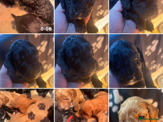 Cockapoo dogs Cockapoo health tested KC parents - Advert 4