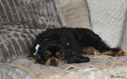 Cavalier King Charles Spaniel dogs for sale: Cavalier King Charles Spaniel puppies - Image 11