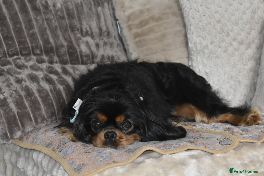 Cavalier King Charles Spaniel dogs for sale: Cavalier King Charles Spaniel puppies - Image 11