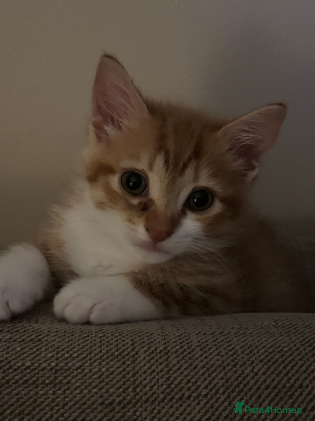 Mixed Breed cats for sale: Beautiful orange kitten  - Advert 14