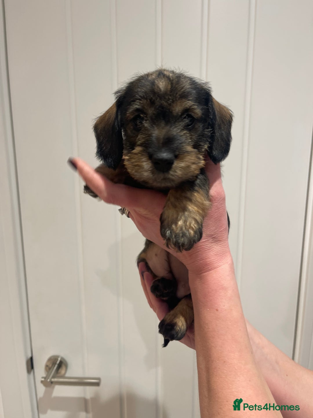 Dachshund dogs for sale:  Miniature Wirehaired Dachshund  puppies  - Advert 14