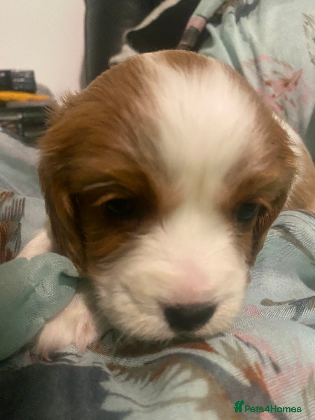 Cavalier King Charles Spaniel dogs for sale: Cavalier King Charles Spaniel Puppies - Advert 15