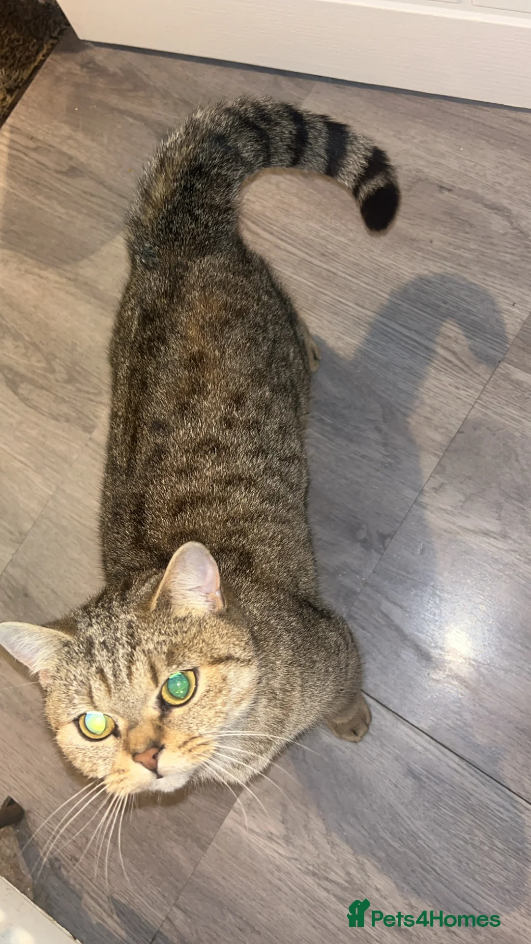 Mixed Breed cats for sale: RAGDOLL X BSH kittens  - Advert 2