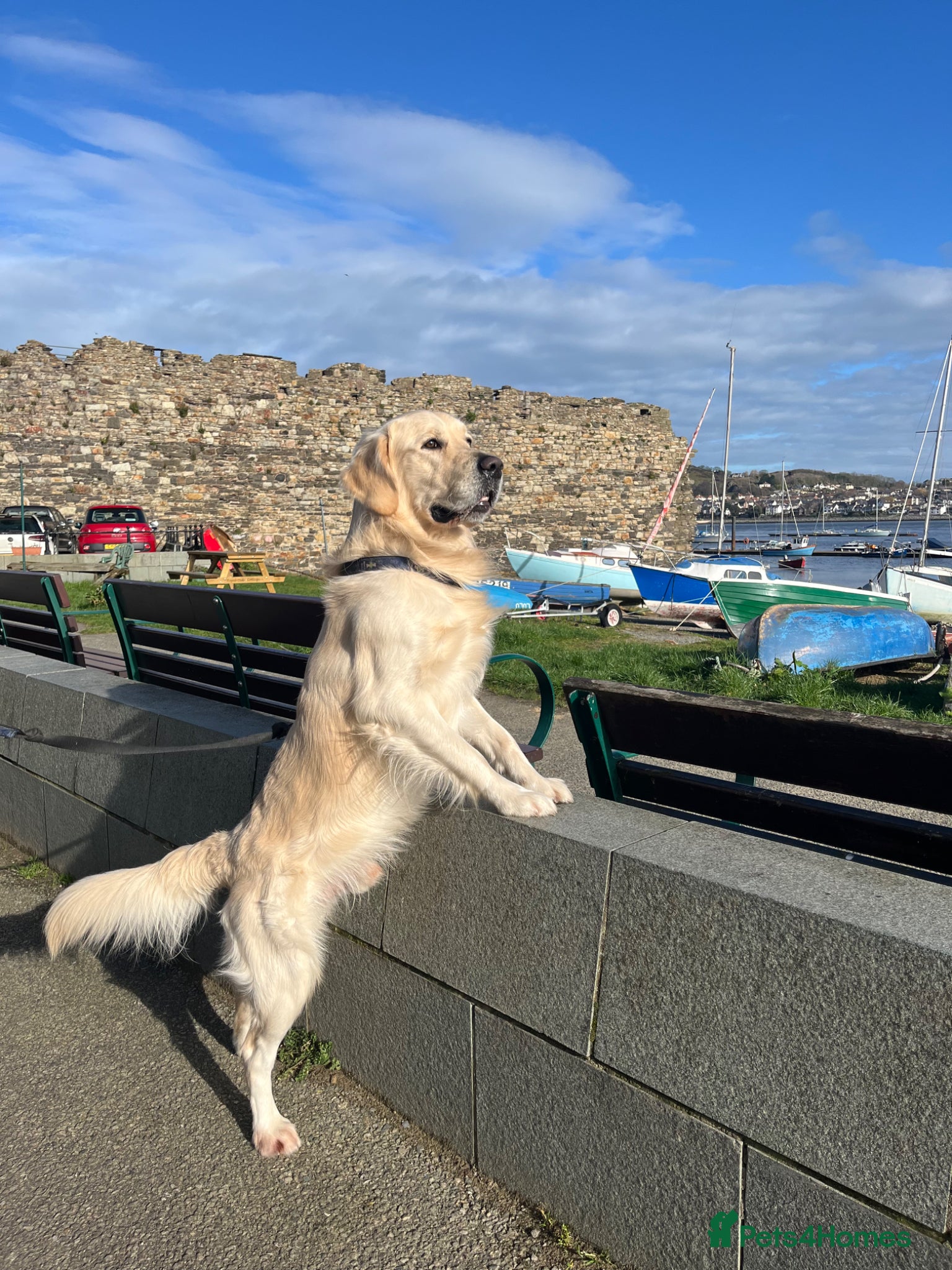 Golden Retriever dogs KC Registered Golden Retriever Available for Stud - Advert 7