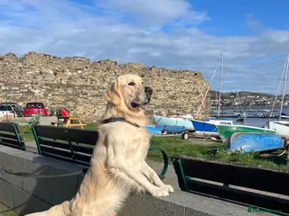 Golden Retriever dogs KC Registered Golden Retriever Available for Stud - Advert 7