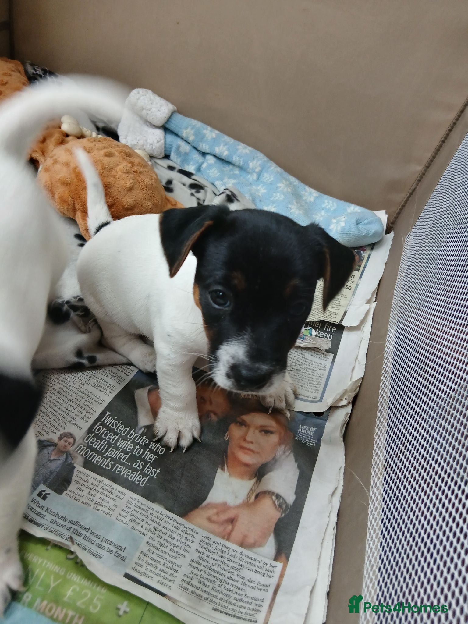 Mixed Breed dogs 2 lovely Jack Russell 8 week male pups for sale - Advert 13