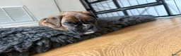 Boxer dogs for sale: Stunning KC Registered Boxer Puppies in Ipswich - Advert 5