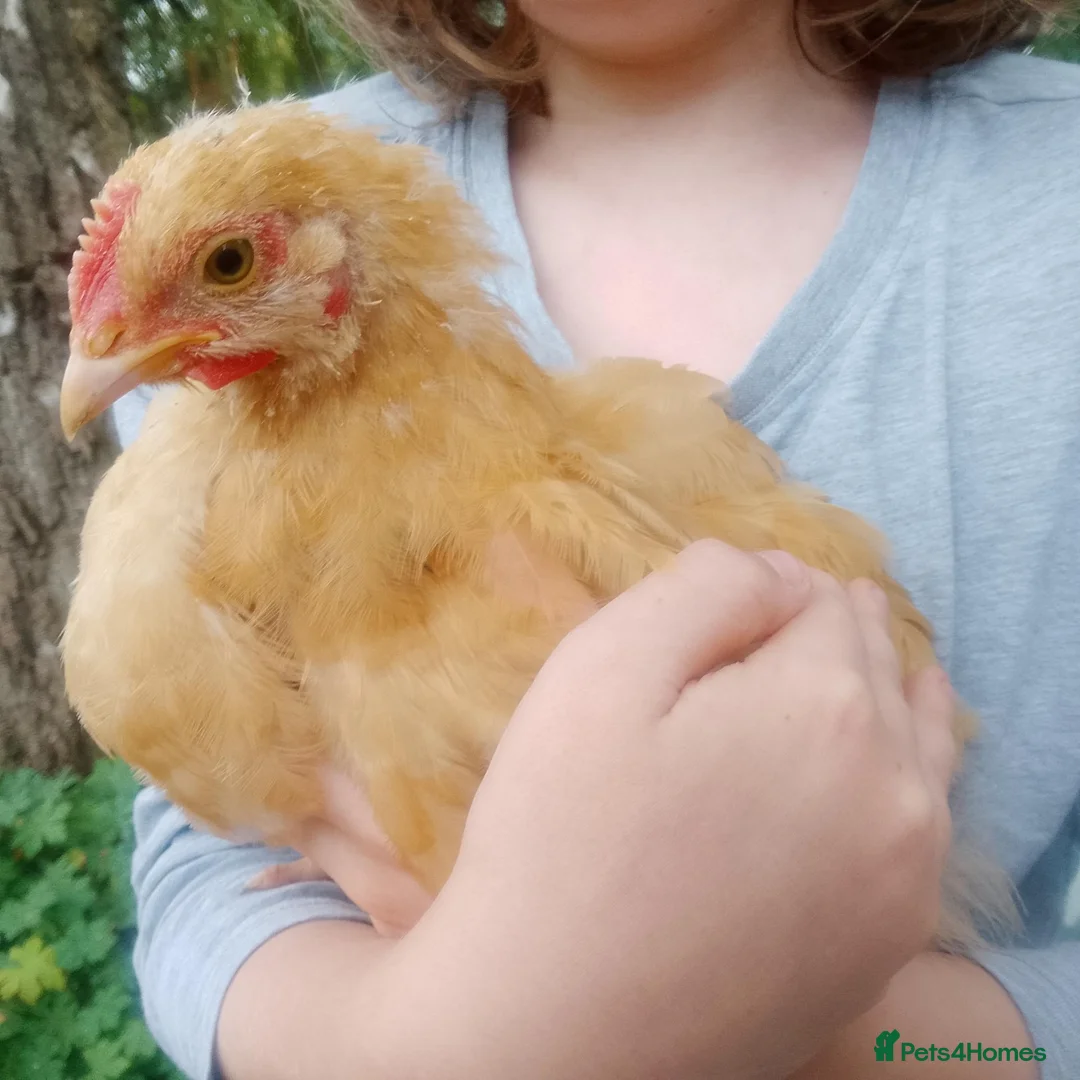 Chickens poultry for sale: Buff Orpington cockeral  in York - Advert 1