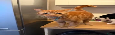 Ginger tabby