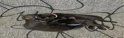 Mixed Breed cats for sale: Kitten  - Advert 28