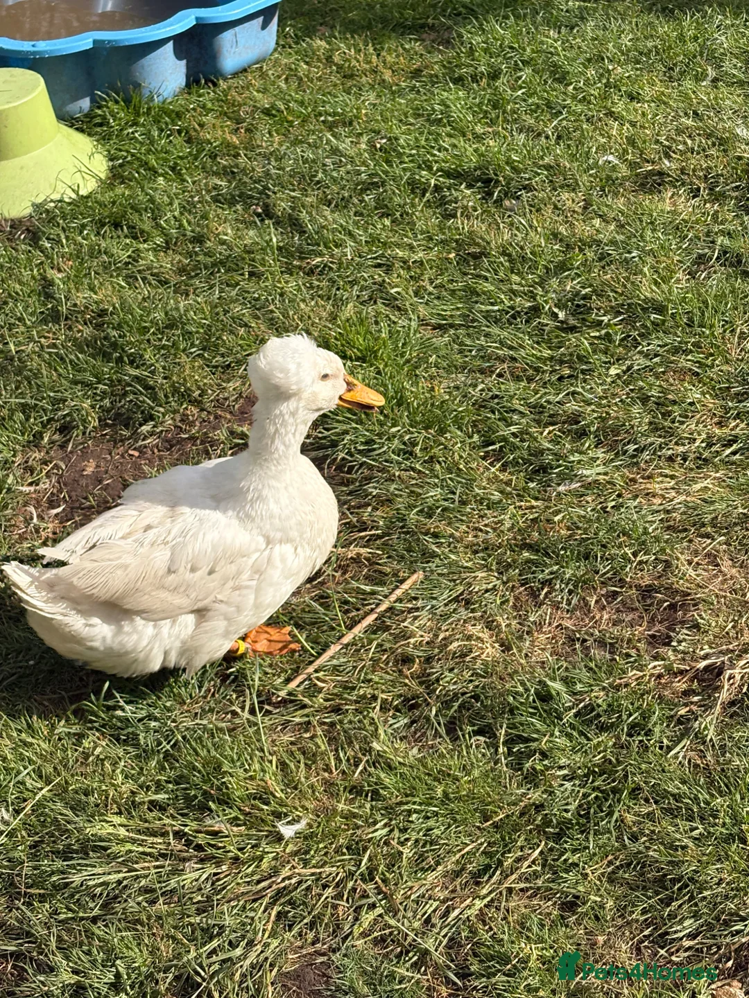 Ducks poultry for sale: Crested ducks for sale. in Ross-on-Wye - Advert 5